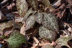 Allegheny spurge